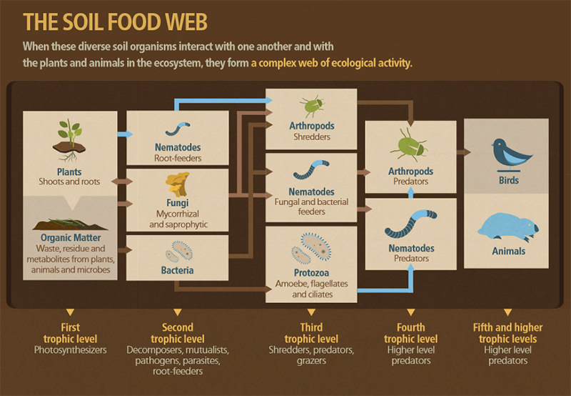 FAO infographic: The soil food web