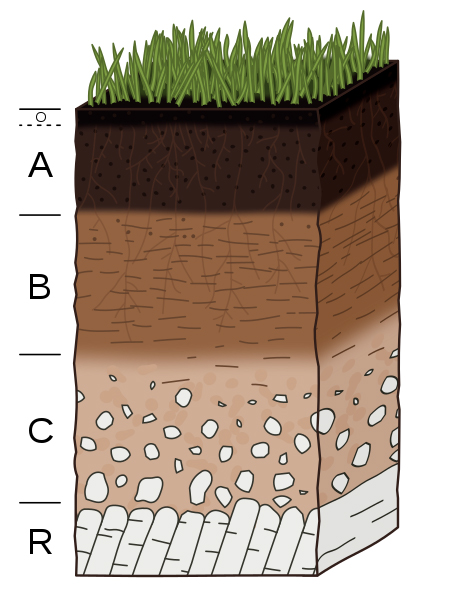 A 'typical' soil profile. Capital letters are used to differentiate the main parts of a soils: O for organic material sitting on top of the mineral soil; A for the mineral topsoil; B for the mineral subsoil; C for weathered bedrock at the base; and R for 