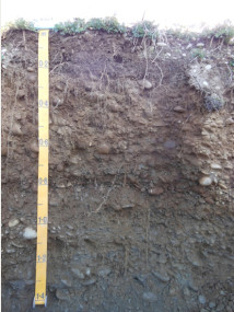 Figure 3. The soil profile highlights the stony nature of the Balmoral soils where the coarse fraction (>2 mm) is 35-50% at depths up to 0.2 m and 60-70% at depths below 0.5 m.