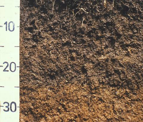 Granular soil, Pahiatua Saddle.