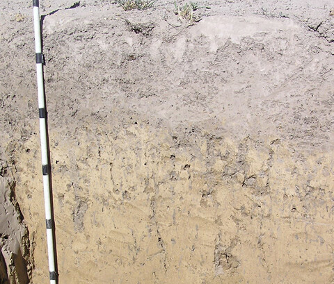 Semiarid soil, Maniototo Basin.