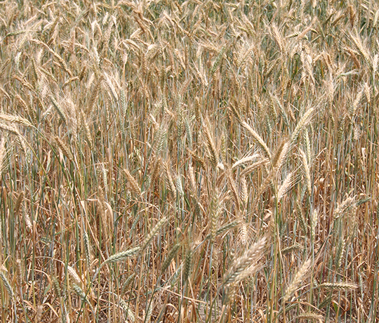 Wheat. Image: Tom Faser