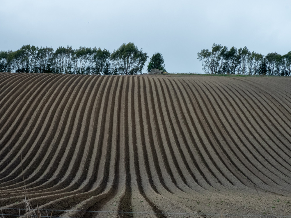A ploughed field ready for sowing.