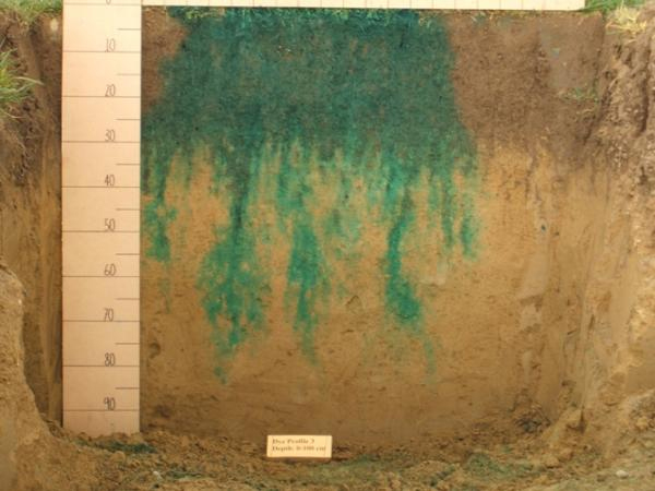 A blue tracer substance has been used to illustrate the pattern of water infiltrating a soil. Image: Manaaki Whenua – Landcare Research©